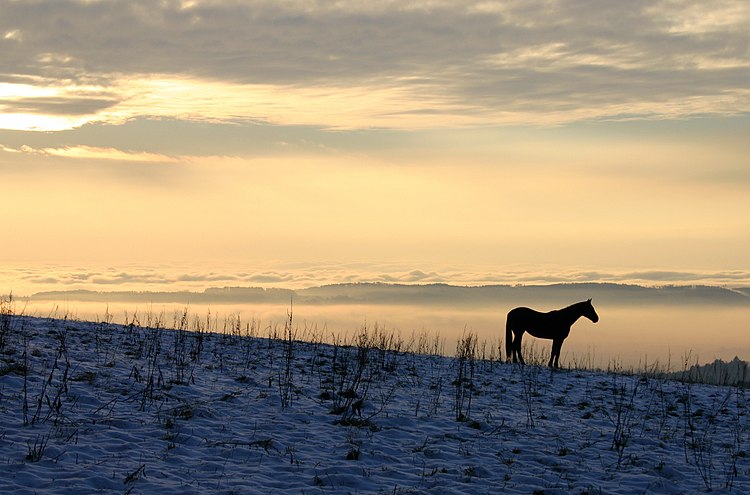 Лошадь на горе Геренберг. Баден-Вюртемберг, Германия
