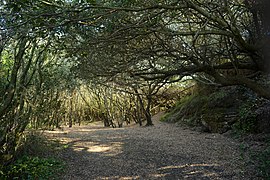 Hartlaubwald bei Cumae