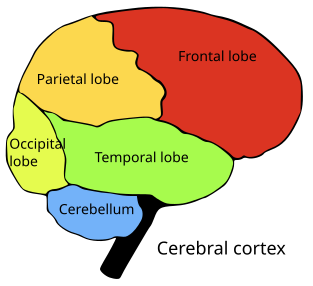 brainlobes.svg