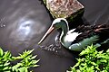 Pelicano australiano en plena calor do verán en Weltvogelpark Walsrode