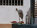 Kuhreiher Cattle Egret