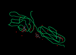 CD2 antigen.png