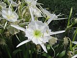 Hymenocallis coronaria