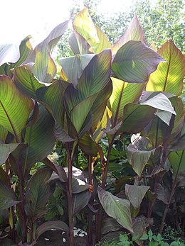 Canna x generalis