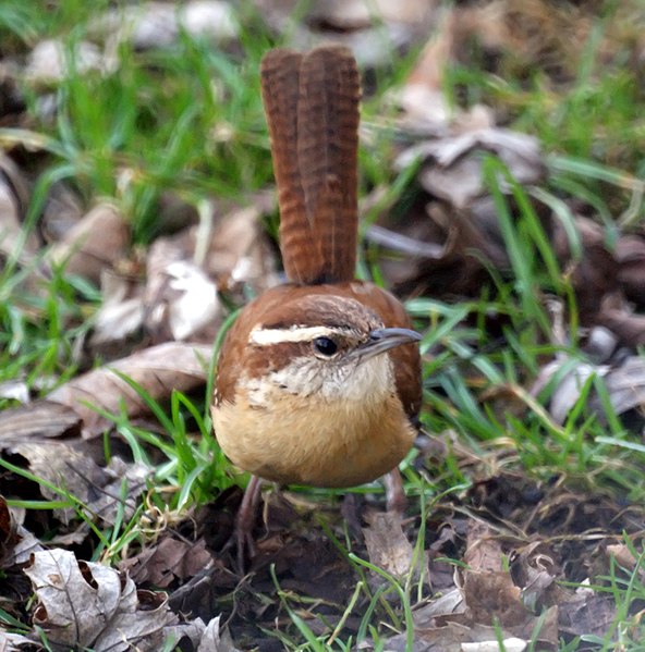 File:Carolina Wren (4463577775).jpg