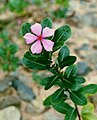 Madagaskar-Immergrün (Catharanthus roseus)