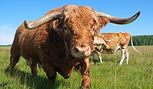 A Scottish Highland bull Cattle Leveakari 6.jpg