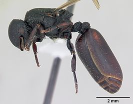 Cephalotes pusillus