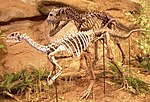 Miniatura para Dryosaurus
