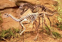 Цератозавр и дриозавр