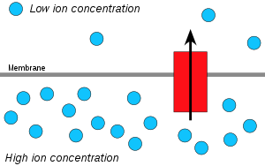 An ion gradient has potential energy and can be used to power chemical reactions when the ions pass through a channel (red). Chemiosmosis.svg