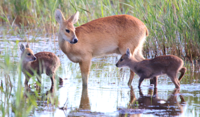 Chinese Water Deer