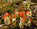 Cladonia diversa