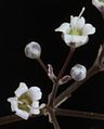 Close-up of 2 baby's breath (Gypsophila paniculata) flowers.jpg