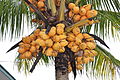 Vue du haut d'un cocotier, des fruits jaunes ovales poussent près du tronc