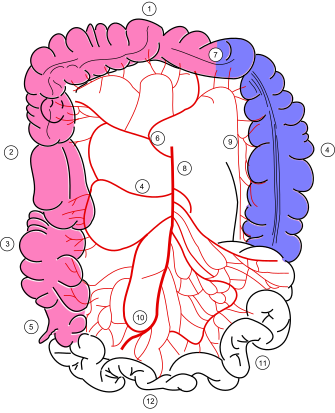 Кровоснабжение кишечника 6 - средняя ободочная артерия