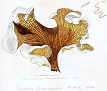 Merulius lamellosus (J. Sowerby, 1809)