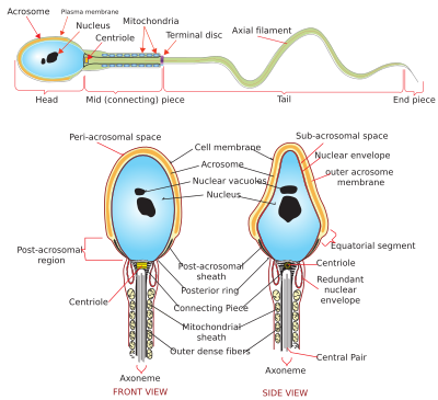 Diagram of a human spermatozoa showing the acrosome Complete diagram of a human spermatozoa en.svg