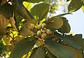 Cordia sebestena