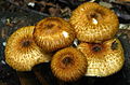 Crinipellis zonata 48669. jpg