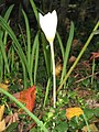 Crocus pulchellus 'Albus' opening