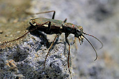 Cylindera germanica