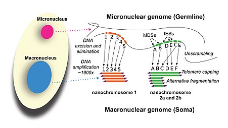 Development of the Oxytricha macronuclear genome from micronuclear genome Development of the Oxytricha macronuclear genome.jpg