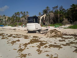 Carol B reported in April 2015 that the Crane Resort had managed to install a small digger on Crane Beach to tackle the weed.