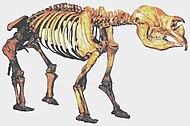 Diprotodon optatum was a hippopotamus-sized marsupial and was most closely related to wombats Diprotodon.jpg