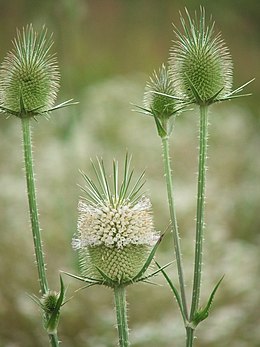 Héjakút mácsonya (Dipsacus laciniatus)