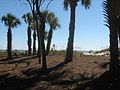 View of beach from parking area below Disney's Beach House