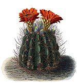 Echinopsis lateritia