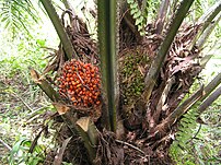 Elaeis guineensis fruits on tree, ripe and 2 w...