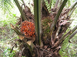 Elaeis guineensis fruits on tree, ripe and 2 w...