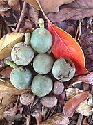 Fruits and stones