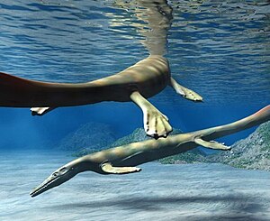 English: Eonatator sternbergi, a mosasaur from...