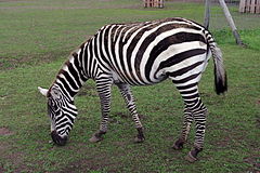 Zebra bezgrzywa w Zoo Safari Borysew