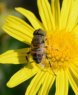 Eristalinus taeniops