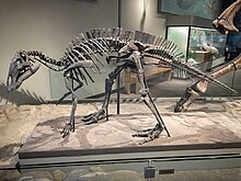 Ископаемый скелет FMNH Maiasaura.jpg