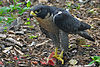 Falco peregrinus -Nova Scotia, Canada -eating-8.jpg