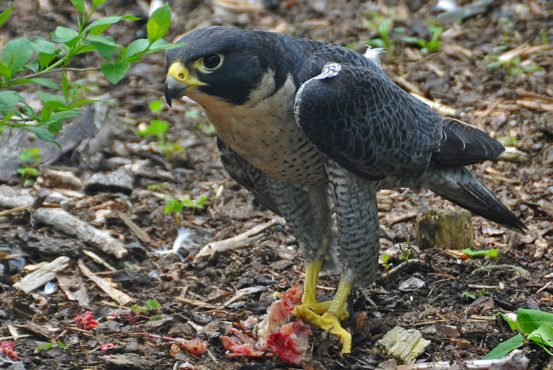 File:Falco peregrinus -Nova Scotia, Canada -eating-8.jpg