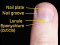 Fingernail parts