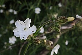 White campion