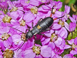 Anechura bipunctata