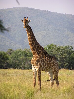 A bull giraffe in natural environment, South A...