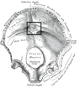 Gray130 - Internal occipital protuberance.png