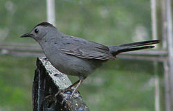 Kattedrossel (Dumetella carolinensis)