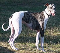 Greyhound.crop..JPG