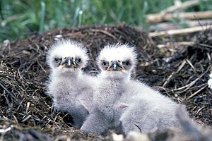 Bald eagle chicks (Haliaeetus leucocephalus) i...