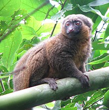 Hapalemur sobre un tros de bambú